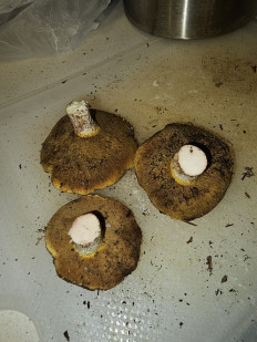 Гриб из Талдыкорган