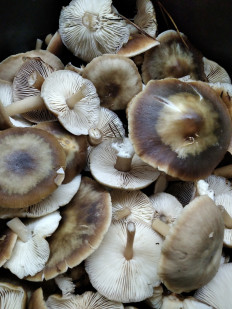 Гриб из Бобров