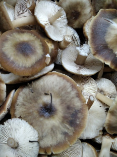 Гриб из Бобров