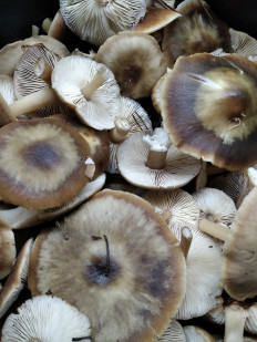 Гриб из Бобров