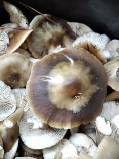 Гриб из Бобров