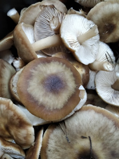 Гриб из Бобров