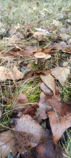 Гриб из г.Камышин