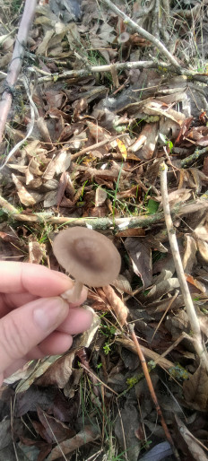 Гриб из г.Камышин