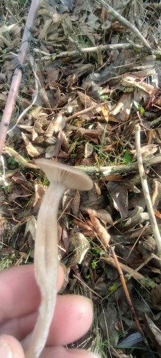 Гриб из г.Камышин