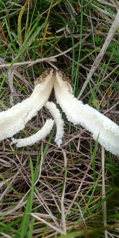 Гриб из Армавир