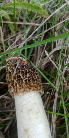 Гриб из Армавир