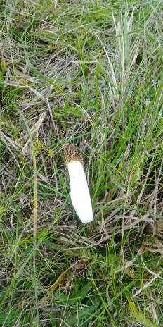 Гриб из Армавир