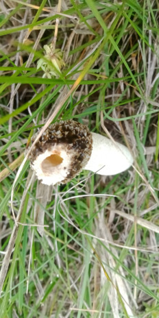 Гриб из Армавир