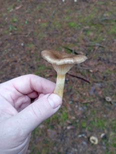 Гриб из Воскресенск