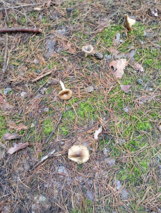 Гриб из Воскресенск