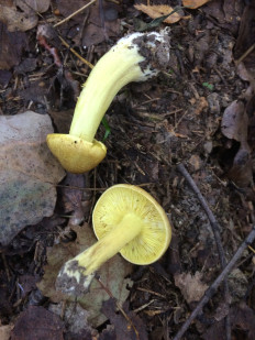 Гриб из Иваново