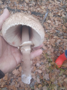 Гриб из Москва