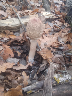 Гриб из Москва