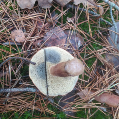 Гриб из Пинск