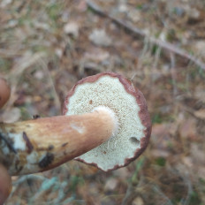 Гриб из Пинск