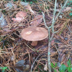 Гриб из Пинск