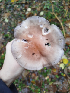 Гриб из Минск