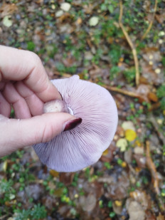 Гриб из Минск