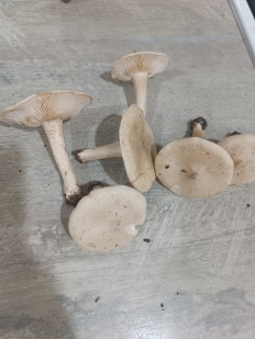 Гриб из Мелитополь