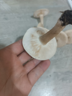 Гриб из Мелитополь