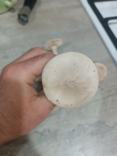 Гриб из Мелитополь