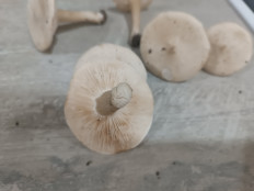 Гриб из Мелитополь