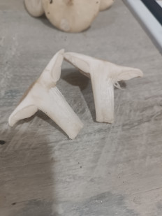 Гриб из Мелитополь