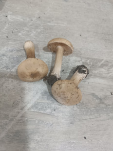 Гриб из Мелитополь