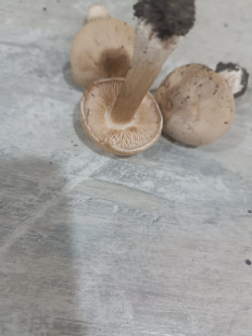 Гриб из Мелитополь