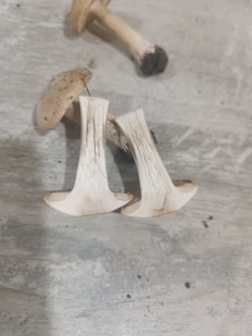 Гриб из Мелитополь