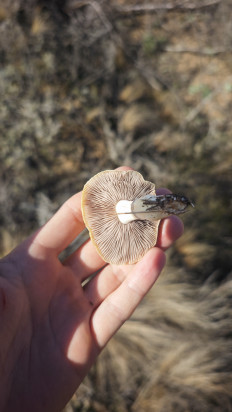 Гриб из Волгоград