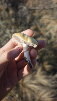 Гриб из Волгоград