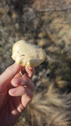 Гриб из Волгоград