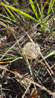 Гриб из Волгоград