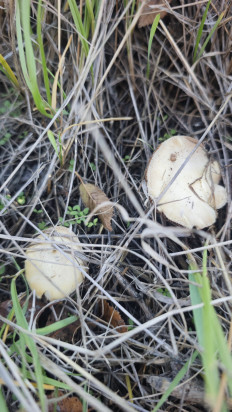 Гриб из Волгоград