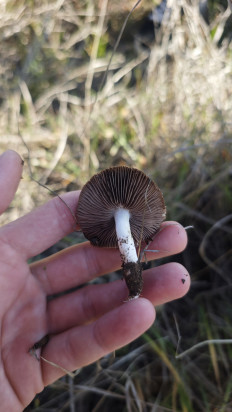 Гриб из Волгоград