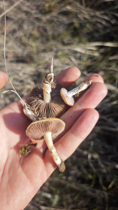 Гриб из Волгоград