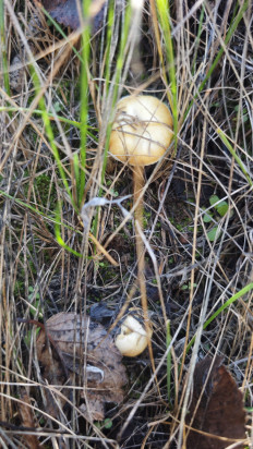 Гриб из Волгоград