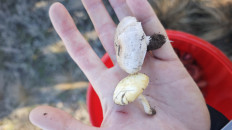 Гриб из Волгоград