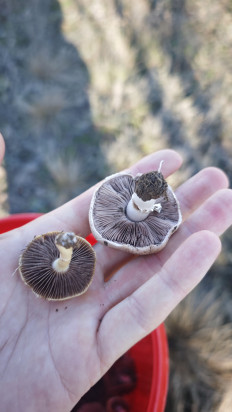 Гриб из Волгоград