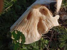 Гриб из Краснодар