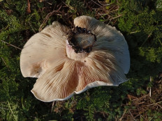 Гриб из Краснодар