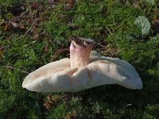 Гриб из Краснодар