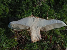 Гриб из Краснодар