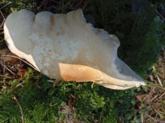 Гриб из Краснодар