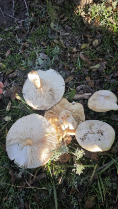 Гриб из Волгоград