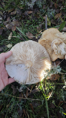 Гриб из Волгоград