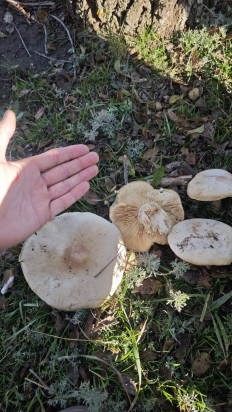 Гриб из Волгоград