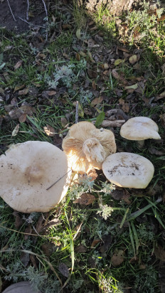 Гриб из Волгоград